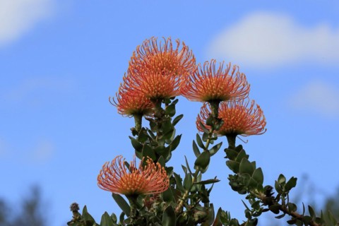Pincushion Protea