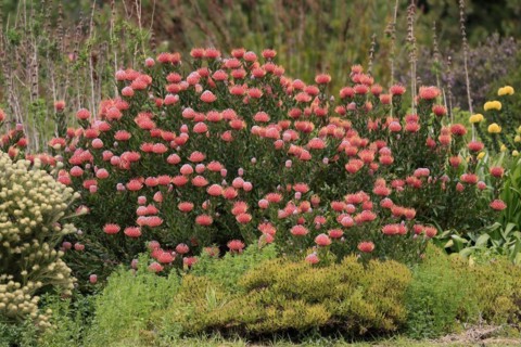 Pincushion Protea