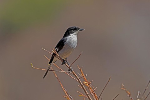 Shrike Flycatcher