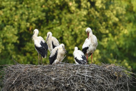 White Stork