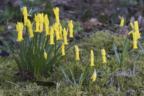 Cyclamen-flowered daffodils