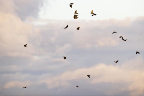 Hooded Crow