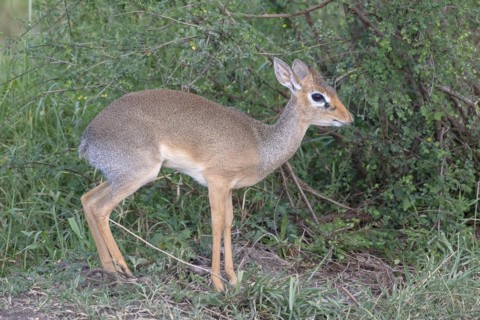 Dik