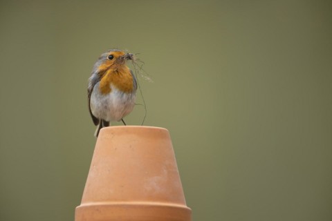European robin