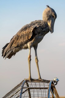 Shoebill