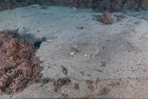Butterfly ray