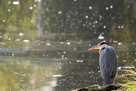 Grey heron