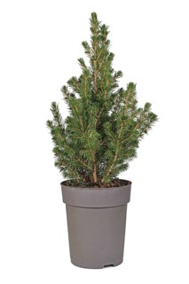 Small 'Picea Glauca' spruce tree in pot on white background