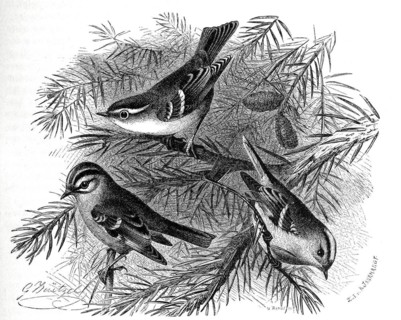 Bird