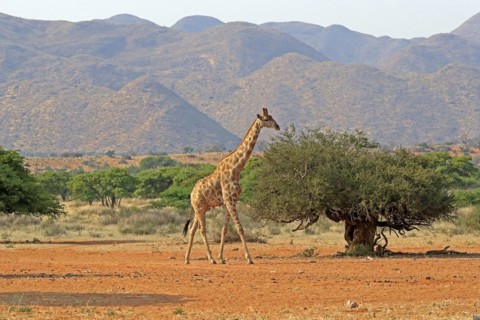Southern giraffe