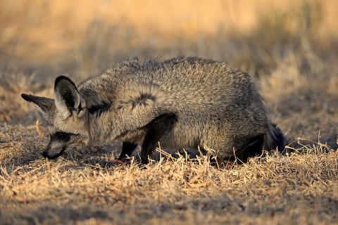 Bat-eared fox