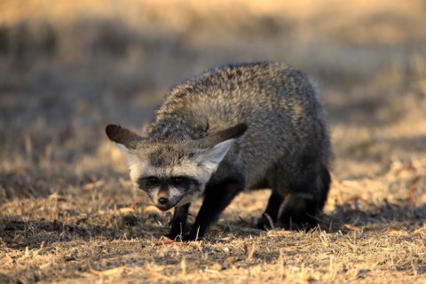 Bat-eared fox