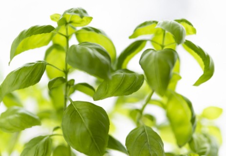 Basil