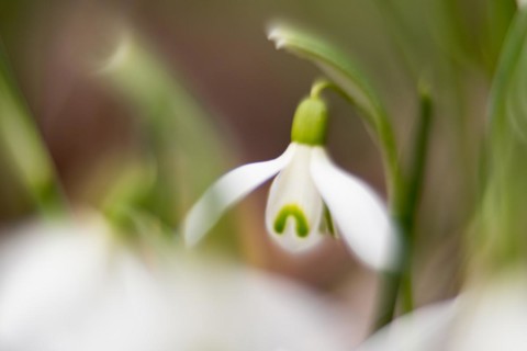 Common snowdrop