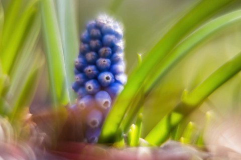 Grape hyacinth