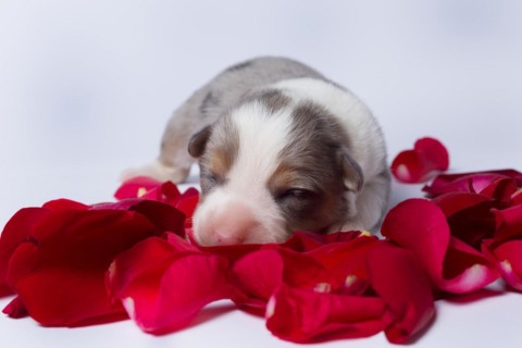 Ten days old puppies of the Welsh Corgi Pembroke