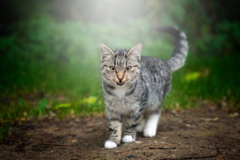 The disgruntled cat goes and looks straight ahead. Outdoor