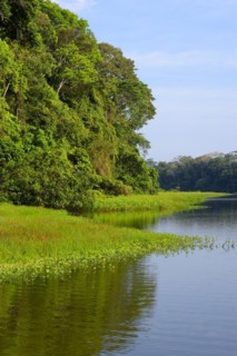 Amazon Tropical Rain Forest at Oxbow Lake