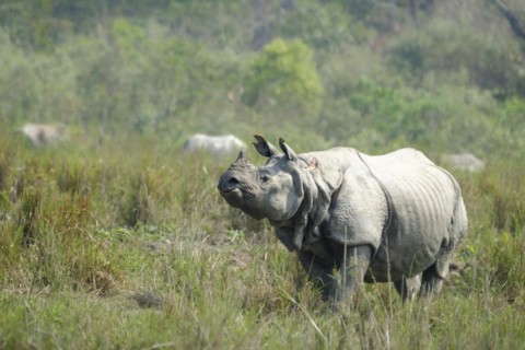 Indian Rhino