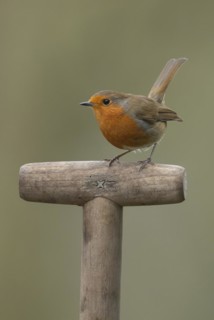 European robin