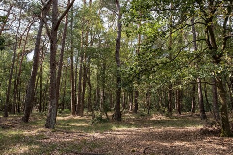 Buurserzand Nature Reserve