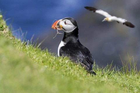 Atlantic puffin