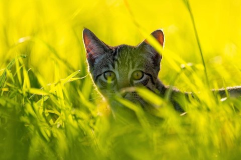 European domestic cat