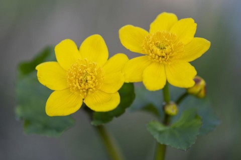 Marsh marigold