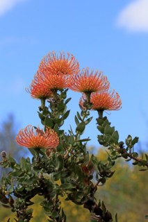 Pincushion Protea