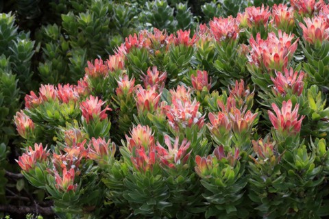 Protea Mimetes fimbrifolius