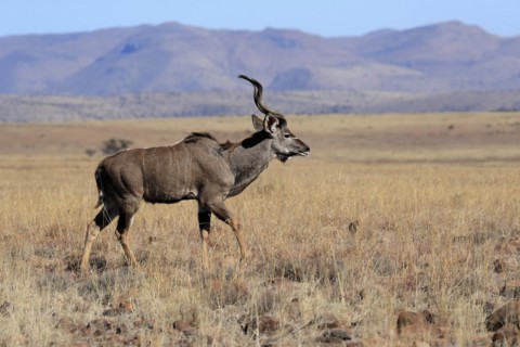 Zambezi greater kudu