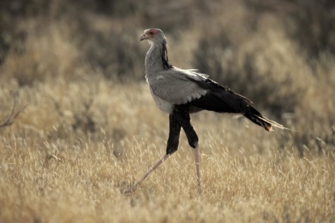 Secretary bird