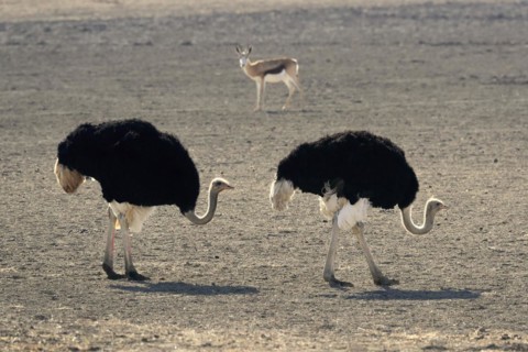 South African ostrich