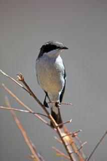 Shrike Flycatcher