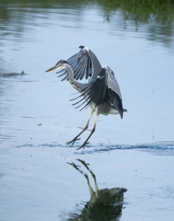 Landing Grey Heron