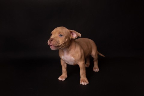 Puppy American Pit Bull Terrier sit on black background in studio