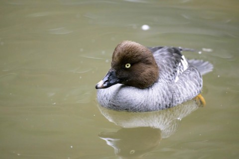 Common Goldeneye