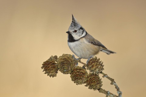 Crested Tit
