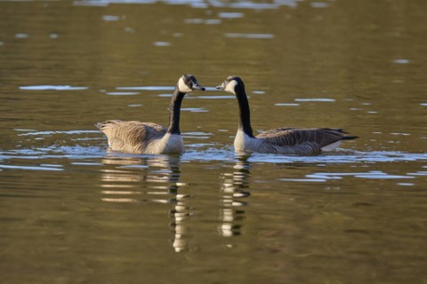 Canada goose