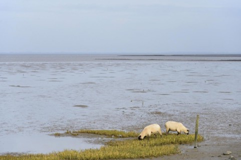 Domestic sheep