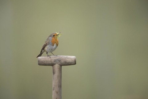 European robin