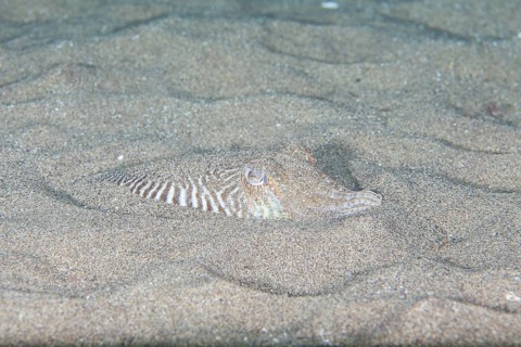 Common cuttlefish