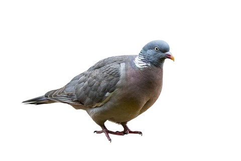 Common wood pigeon