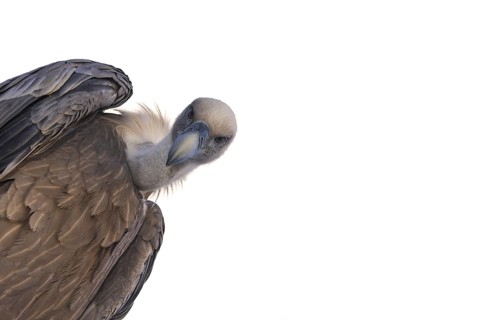 Worm's-eye view on griffon vulture