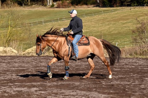 Trainer training a stallion of the American Quarter Horse breed at a gallop in a riding arena
