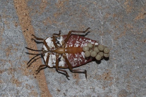 Giant shield bug