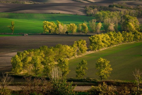 Oak alley of Moravian fields in the golden hour. Czech Republic