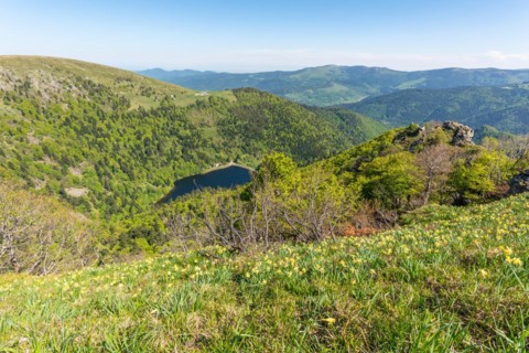 Daffodils on the peaks of the Vosges above the Val Muestair in spring. Alsace