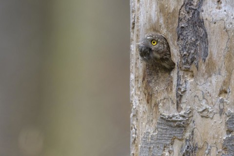 Pygmy Owl