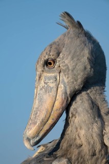 Shoebill